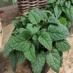 Vaistinės melisos Mandarina (lot. Melissa oficinalis) 100s