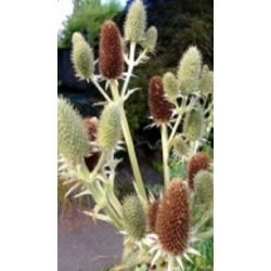 Zunda agavifolium (lot. Eryngium agavifolium)