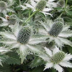 Zunda agavifolium (lot. Eryngium agavifolium)