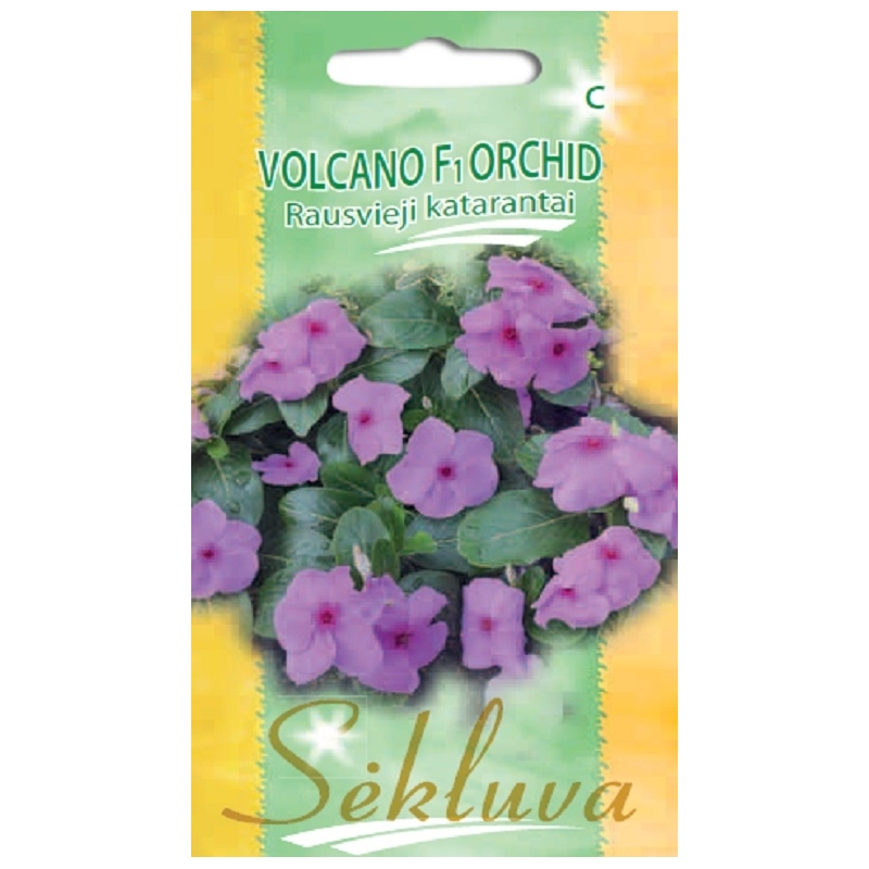 KATARANTAI VOLCANO F1 ORCHID 15s