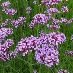 Patagoninė verbena  0,1gr