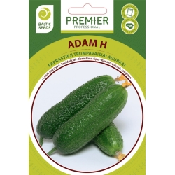 Agurkai ADAM H, 20 sėklų (baltic seeds)