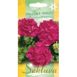 Juostuotosios pelargonijos Falcon F1 Violet 5s