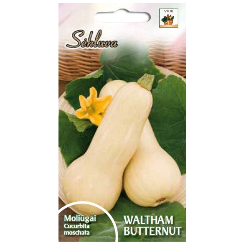 DIDIEJI MOLIŪGAI WALTHAM BUTTERNUT  1gr.