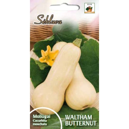 DIDIEJI MOLIŪGAI WALTHAM BUTTERNUT  1gr.